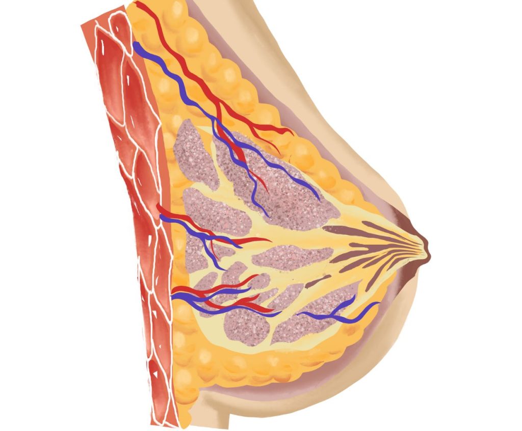 Breasts and breastfeeding - breast anatomy