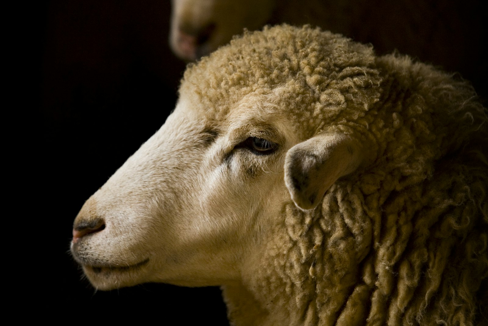 Close-up of a sheep with a woolly fleece