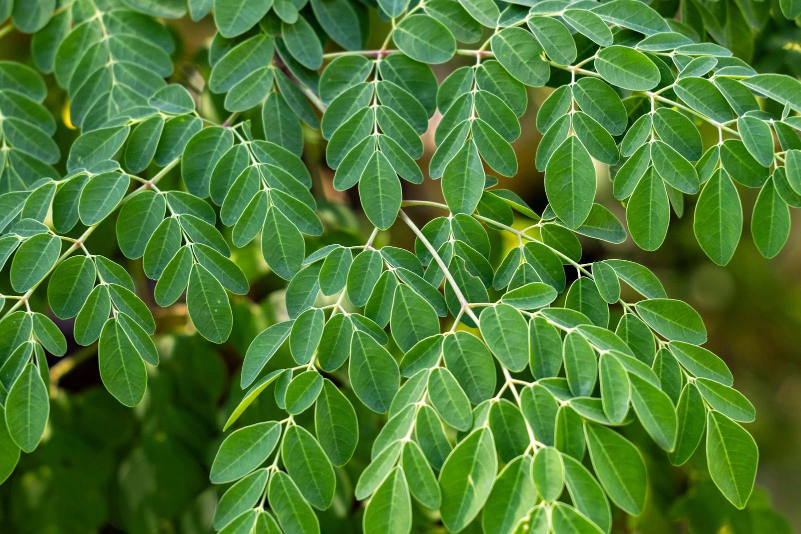Close-up of green moringa leaves on a branch