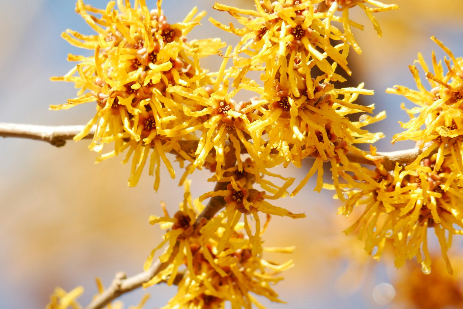 Yellow witch hazel flowers blooming on a branch