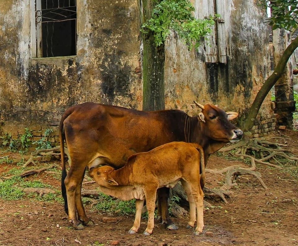 Breastfeeding history - animals